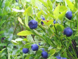 Blaubeeren