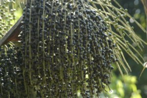 Acai berries